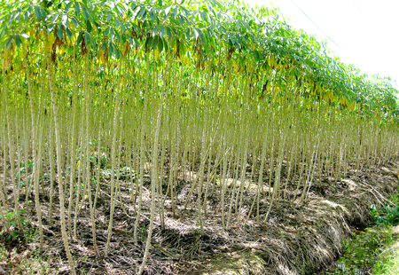 Bị phạt 1 năm t&ugrave; v&igrave; ph&aacute; rừng trồng m&igrave;