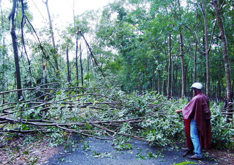2.394 cây cao su bị gãy đổ do lốc