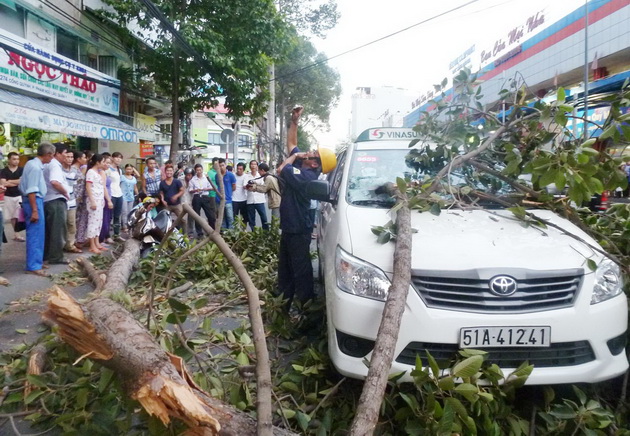 TP HCM: Cây xanh gãy đổ làm một người đi đường bị thương
