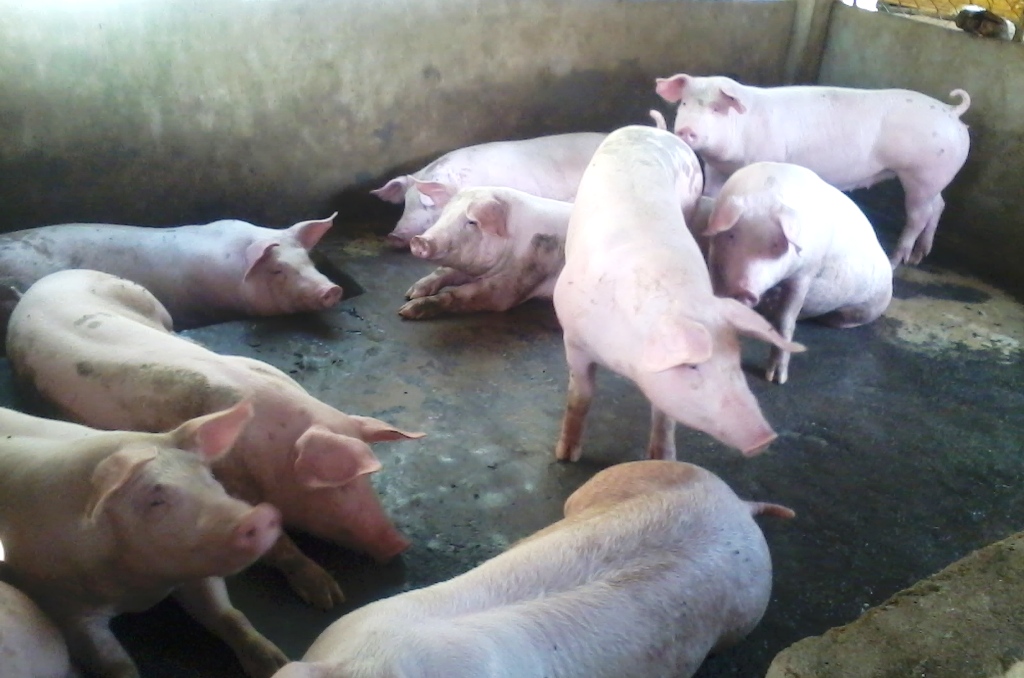 Tăng cường phòng chống dịch lợn tai xanh