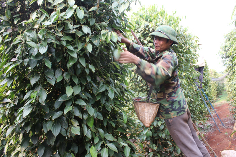 Tiêu mất mùa, giá giảm