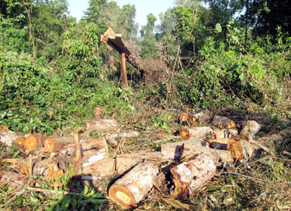 Bù Đăng: Mất rừng do chưa quy định cụ thể trách nhiệm của chủ rừng và chủ dự án