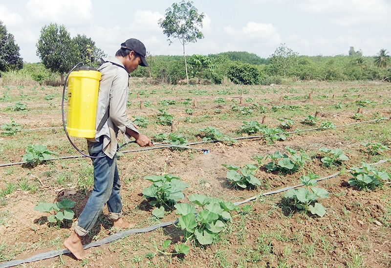 Duy trì và phát triển các vùng sản xuất rau an toàn