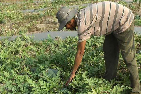 Trồng dưa hấu phù hợp với người nghèo