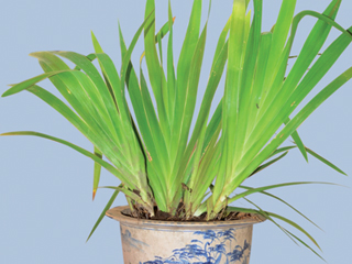 Cây rẻ quạt chữa viêm đường hô hấp