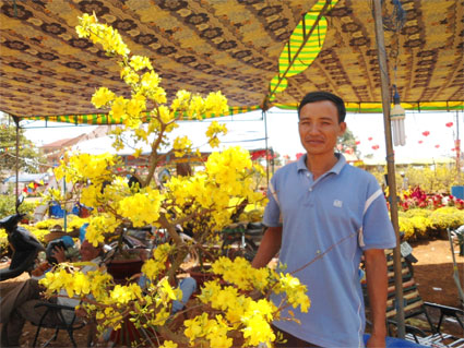 Hoa mai nở bung sau mưa lớn trái mùa