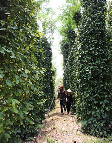 Thu 200 triệu đồng từ 200 trụ tiêu