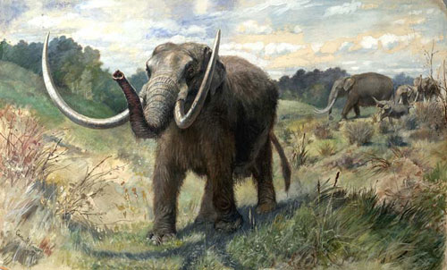 Giả thuyết mới về sự tuyệt chủng của voi răng mấu