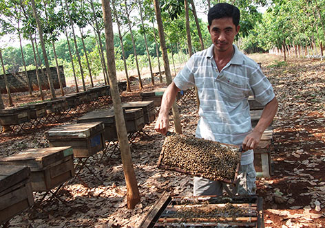 Làm giàu từ nuôi ong mật