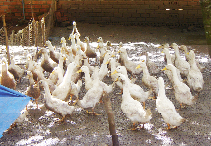 Xây dựng nông thôn mới: Đích đến môi trường sạch còn lắm gian nan