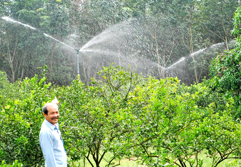 Thu nhập trên 400 triệu đồng từ 1,2 ha quýt đường