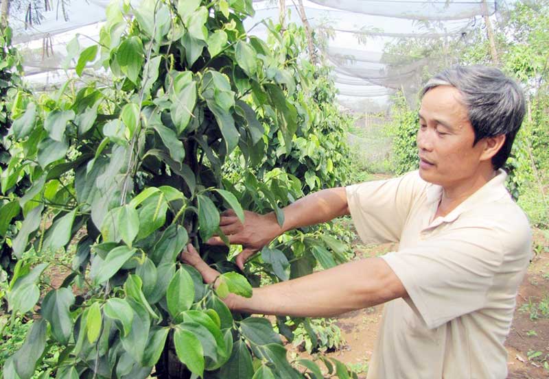 Giá tiêu tăng đỉnh điểm 180.000 đồng/kg - sản xuất hồ tiêu hướng đến bền vững