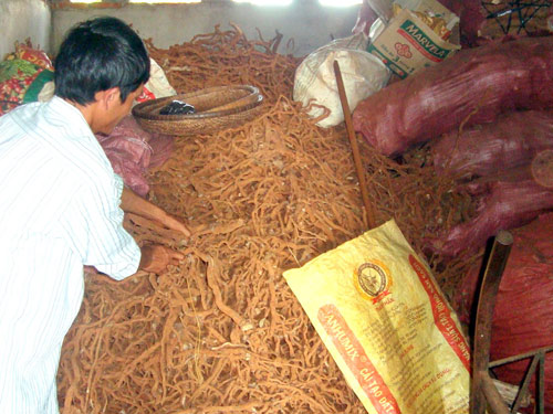 Bán rễ tiêu cho thương lái Trung Quốc