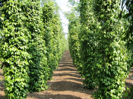 9 tháng, thu ngân sách của huyện Hớn Quản đạt 54,3 tỷ đồng