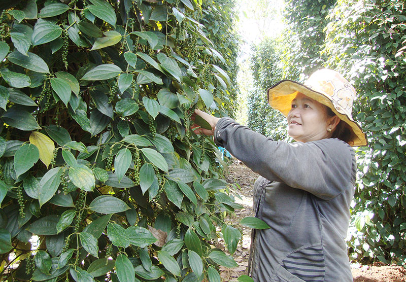 Tiêu được giá, nhiều hộ gây lại vườn