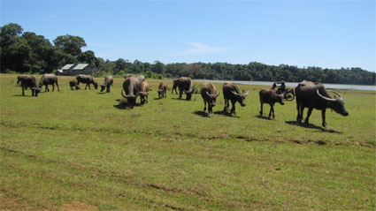 Kiểm tra tình hình thực hiện dự án khu du lịch sinh thái Trảng cỏ Bù Lạch