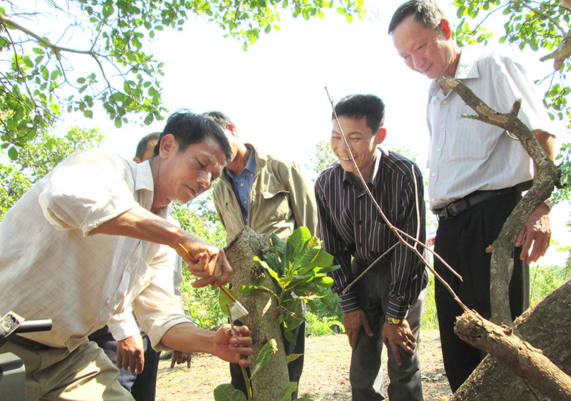 “Trẻ hóa” cây điều để nâng cao năng suất