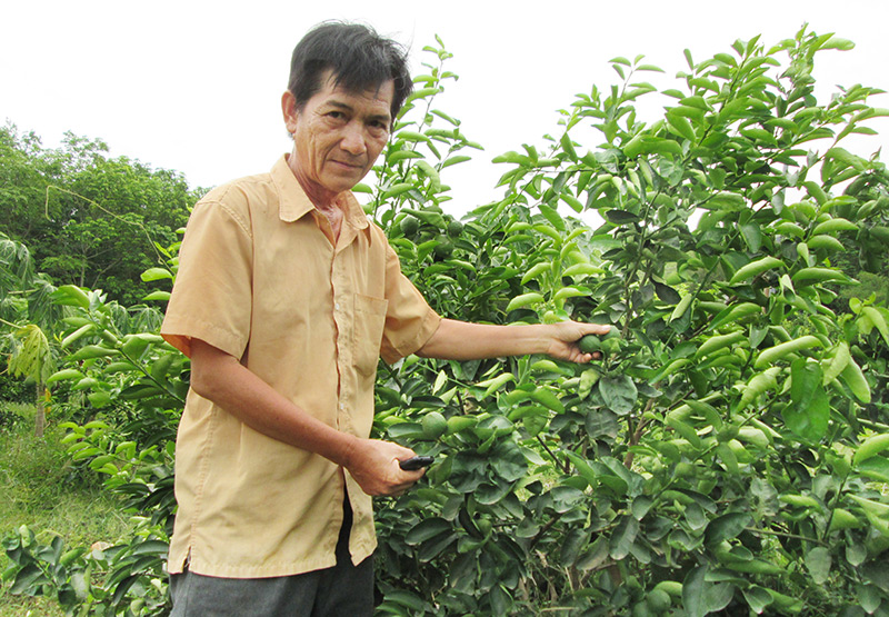 Trồng chanh không hạt - hướng chuyển đổi cây trồng tích cực