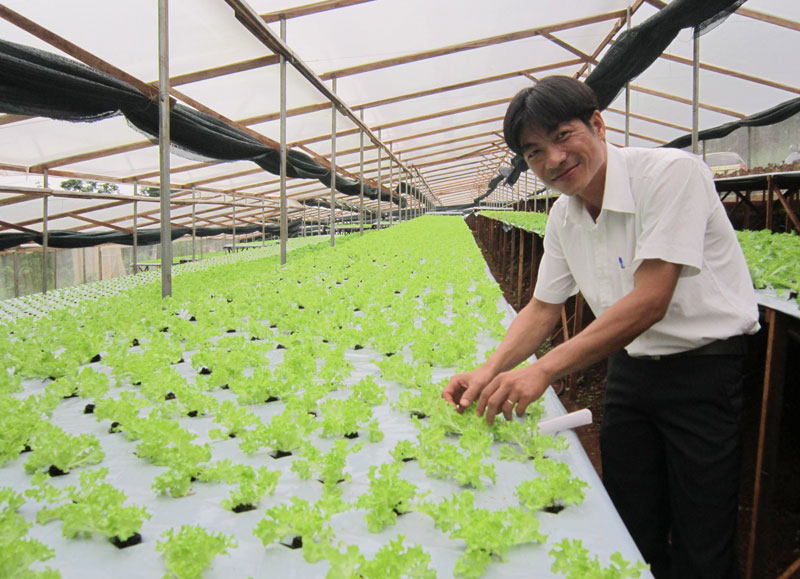 Hướng đi mới cho người trồng rau an toàn Vietgap?