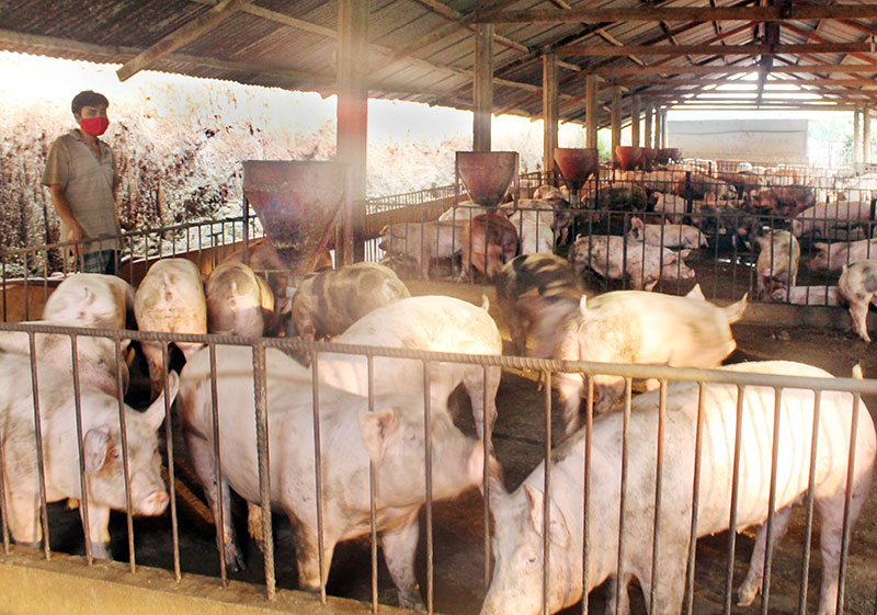 Vẫn có thể làm giàu từ nuôi heo