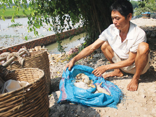 Cá nổi đầu, vịt chết bất thường