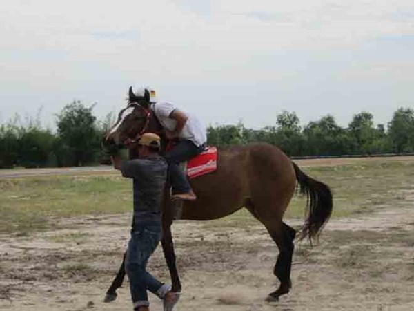 Tìm lại vó câu trường đua