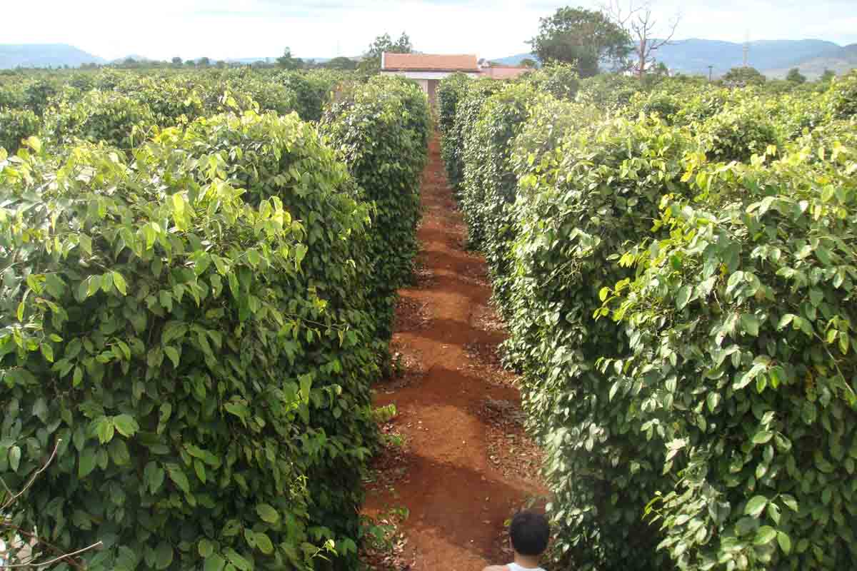 Hớn Quản thu ngân sách ước đạt 80 tỷ đồng