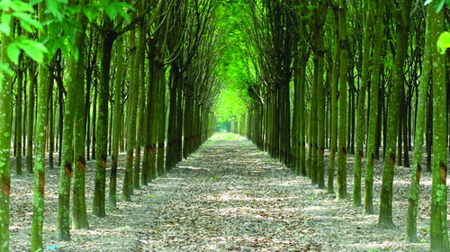 Thanh lý hợp đồng giao khoán bảo vệ rừng với bà Nguyễn Thị Thanh Hợp