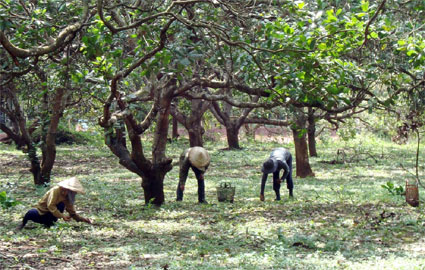 Thu hồi dứt điểm đất giao sai chủ trương, sai đối tượng, sử dụng không đúng mục đích