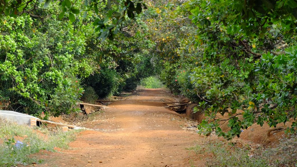 Ph&aacute;t hiện x&aacute;c người đ&agrave;n &ocirc;ng chết trong vườn điều