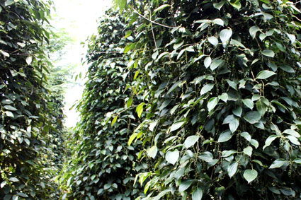 “Vương quốc” hồ tiêu