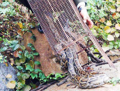 Thả nhiều cá thể động vật hoang dã về rừng