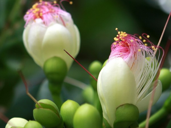 Sắc hoa Xuân ở nơi biển đảo biên cương của Tổ quốc