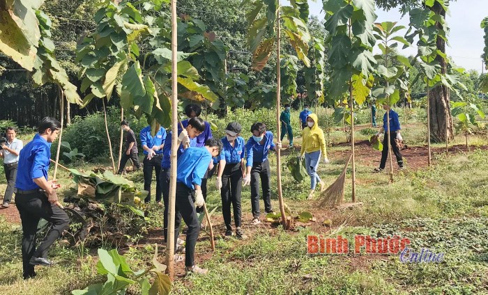 Lộc Ninh ra quân Ngày tình nguyện “Vì môi trường xanh - sạch - đẹp”