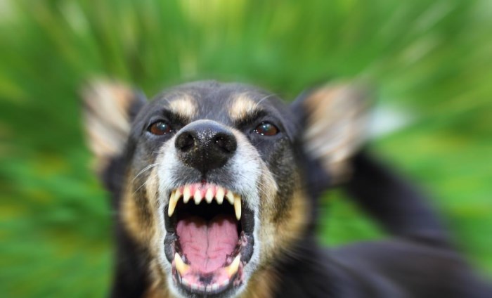 Một thanh ni&ecirc;n tử vong nghi do bị ch&oacute; dại cắn