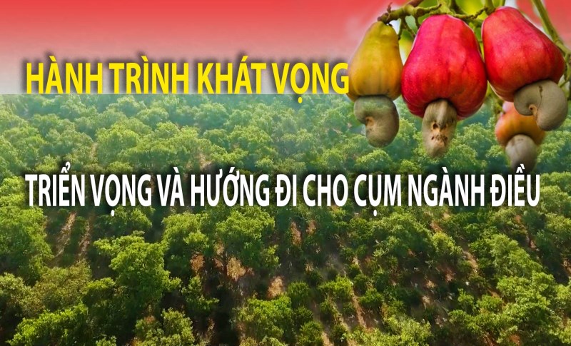Talk show Hành trình khát vọng số 8: Triển vọng và hướng đi cho cụm ngành điều