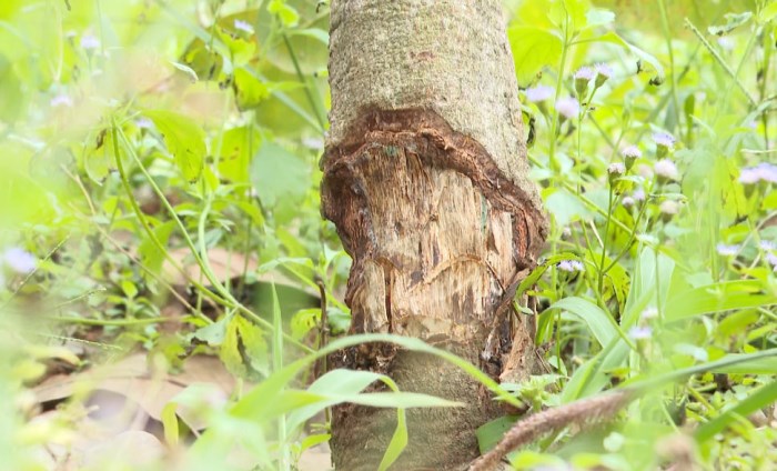 Bản tin 100 độ ngày 24-10: 19 cây điều 3 năm tuổi vô cớ bị chặt phá