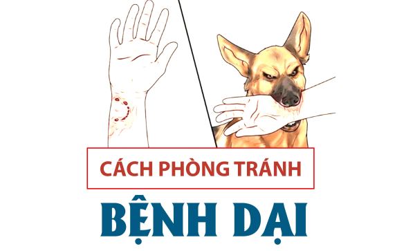 Cách phòng tránh bệnh dại