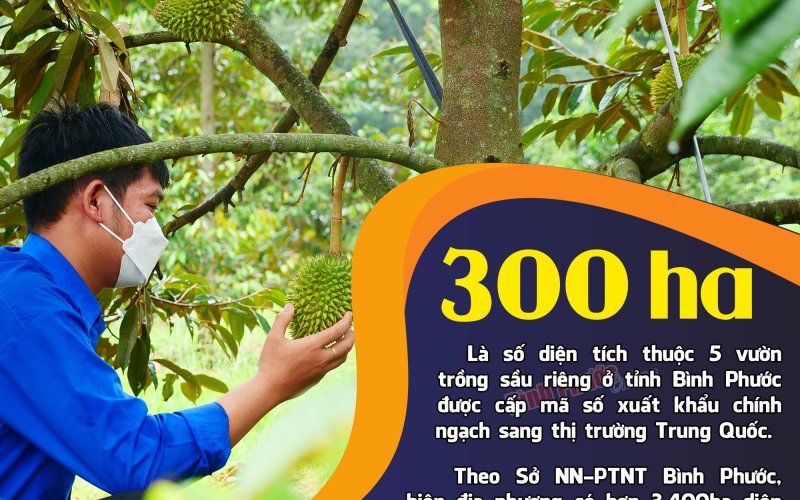 Bình Phước có 300ha sầu riêng được cấp mã số xuất khẩu chính ngạch sang Trung Quốc