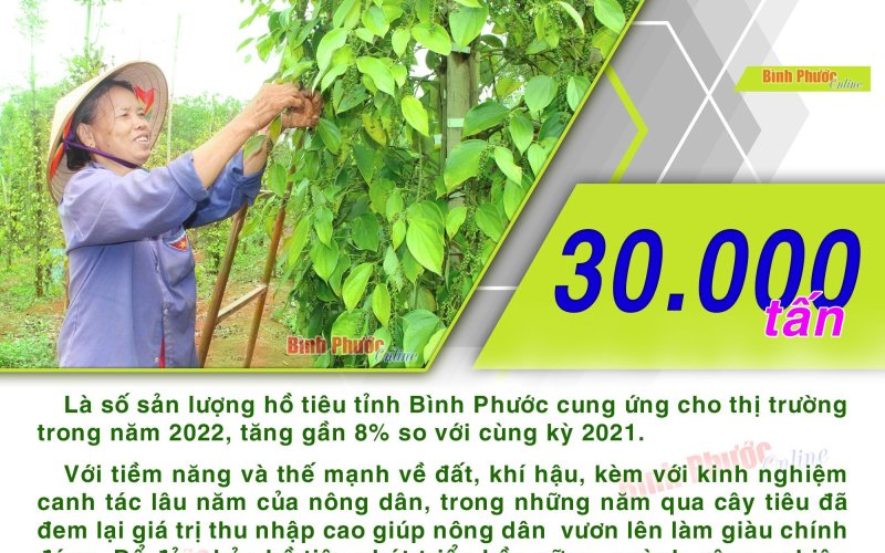 Năm 2022, Bình Phước cung ứng ra thị trường 30.000 tấn hồ tiêu