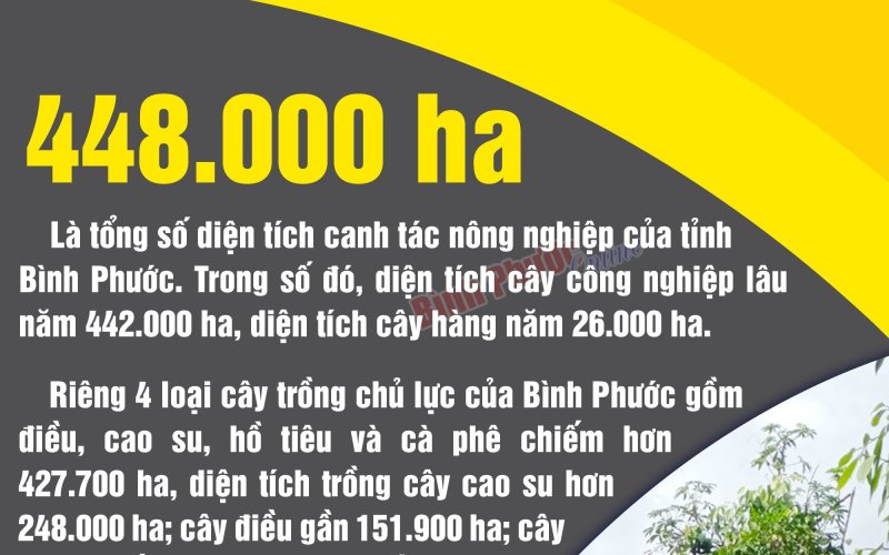 Bình Phước có 448.000 ha diện tích canh tác nông nghiệp