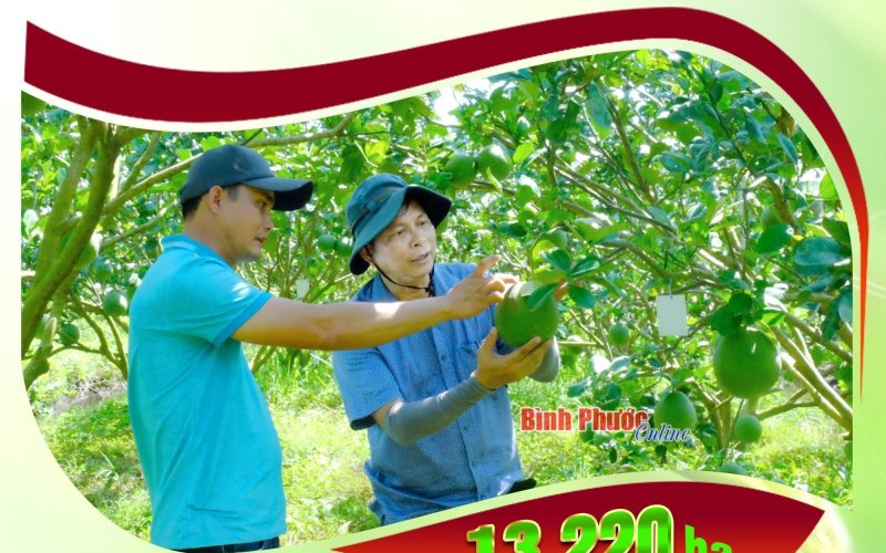 Bình Phước có 13.220 ha trồng cây ăn trái