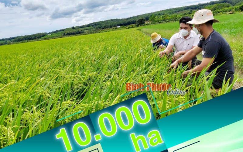 Bình Phước có khoảng 10.000 ha đất trồng lúa
