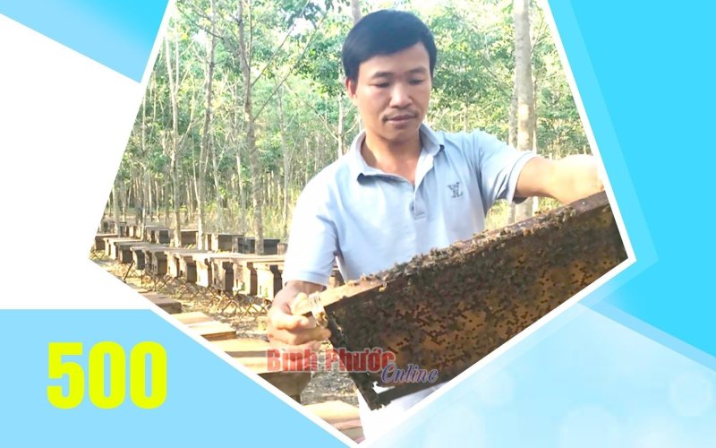 Bình Phước có khoảng 500 người hành nghề nuôi ong lấy mật