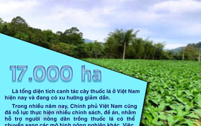 Việt Nam thu hẹp diện tích trồng thuốc lá