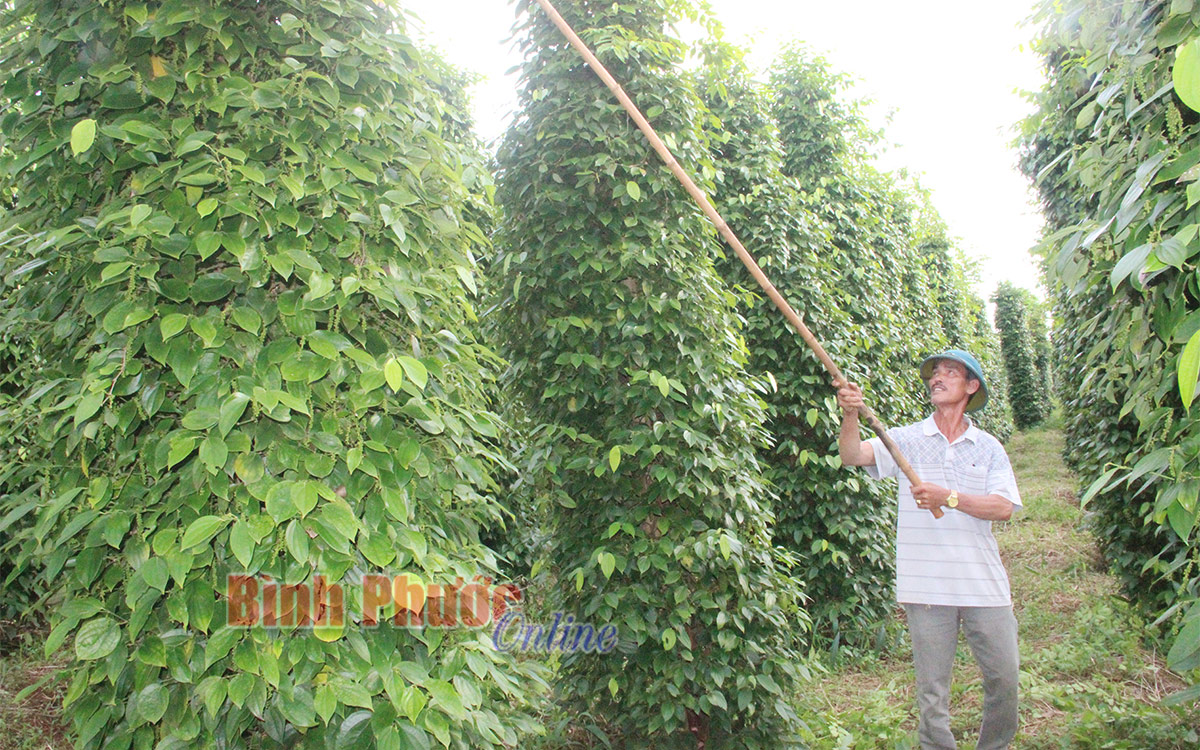 Sản xuất tiêu hữu cơ: Xu hướng tất yếu