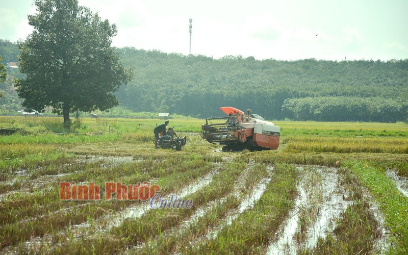 Bù Cà Mau vàng thơm lúa mới