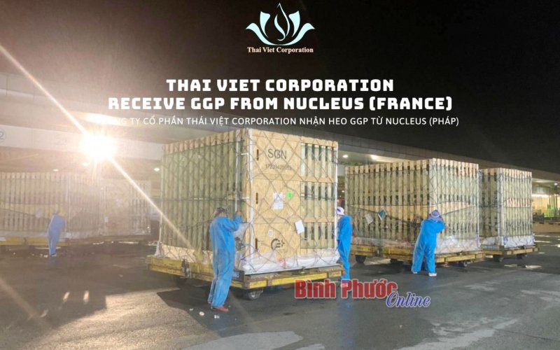 Công ty Cổ phần Thái Việt Corporation nhận 300 con heo dòng cụ kỵ 