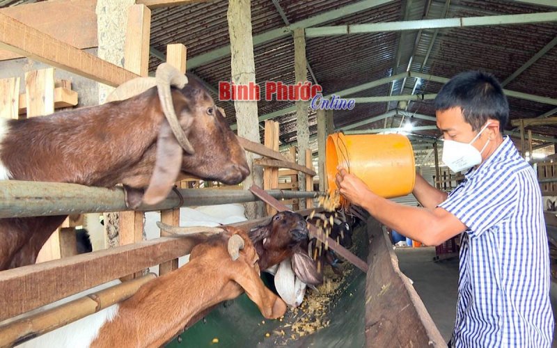 Giải pháp nào cho người nuôi dê ở Bù Đốp?