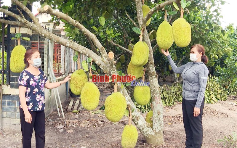 Mít Thái ở Chơn Thành đã có đầu ra